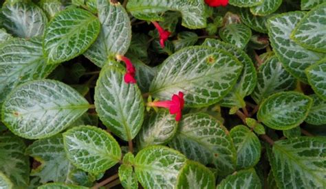 fireviolet|Flame Violet (Episcia cupreata): All You Need To。